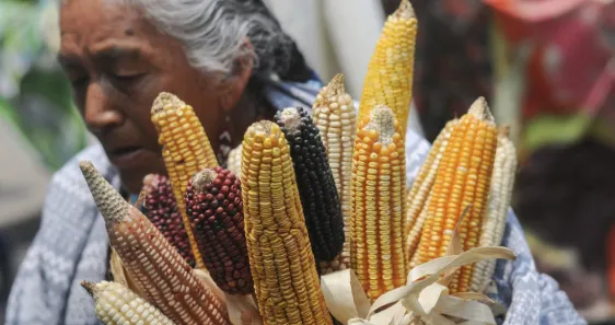 México responde a EU: Defenderemos nuestra postura sobre maíz transgénico en consulta