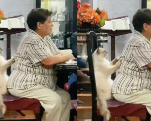 Graban a gatito dando masaje a abuelita